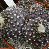 Copiapoa humilis clone1 P1300996.JPG